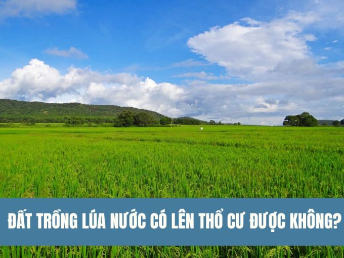 dat-trong-lua-nuoc-co-len-tho-cu-duoc-khong